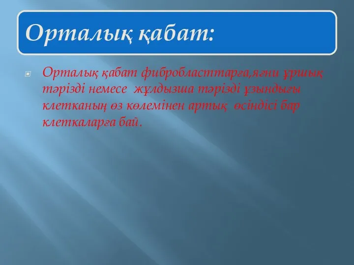 Орталық қабат фибробласттарға,яғни ұршық тәрізді немесе жұлдызша тәрізді ұзындығы клетканың