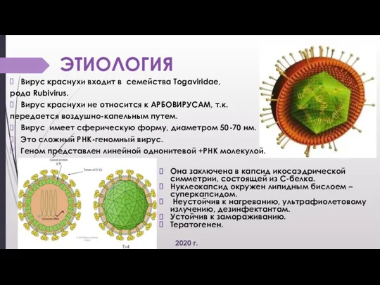 ЭТИОЛОГИЯ Вирус краснухи входит в семейства Togaviridae, рода Rubivirus. Вирус