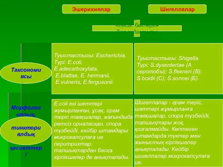 Таксономиясы Морфологиялық, тинкториялдық қасиеттері Эшерихиялар Шигеллалар Патшалығы: прокариод Класы: бактерия