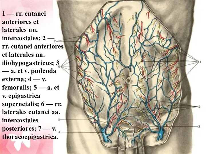 1 — гг. cutanei anteriores et laterales nn. intercostales; 2