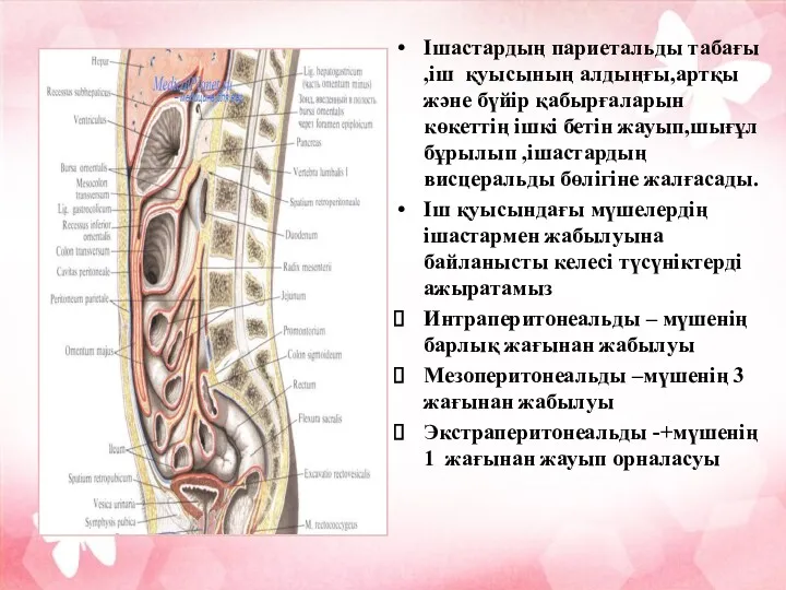 Ішастардың париетальды табағы ,іш қуысының алдыңғы,артқы және бүйір қабырғаларын көкеттің