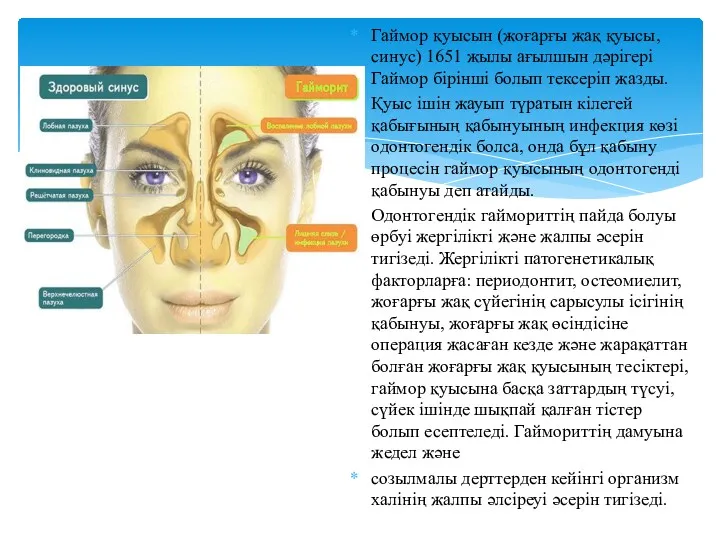 Гаймор қуысын (жоғарғы жақ қуысы, синус) 1651 жылы ағылшын дәрігері