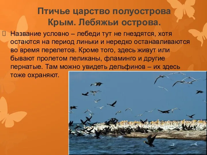 Птичье царство полуострова Крым. Лебяжьи острова. Название условно – лебеди тут не гнездятся,