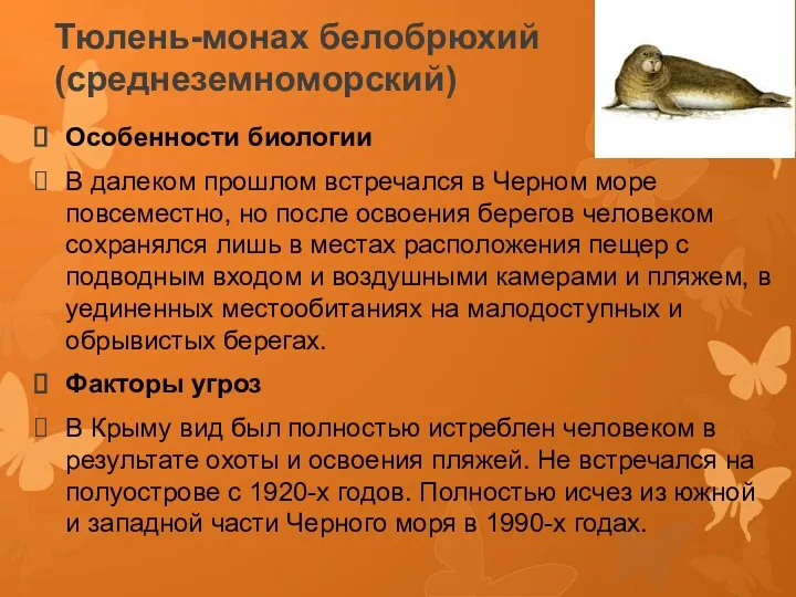 Тюлень-монах белобрюхий (среднеземноморский) Особенности биологии В далеком прошлом встречался в Черном море повсеместно,