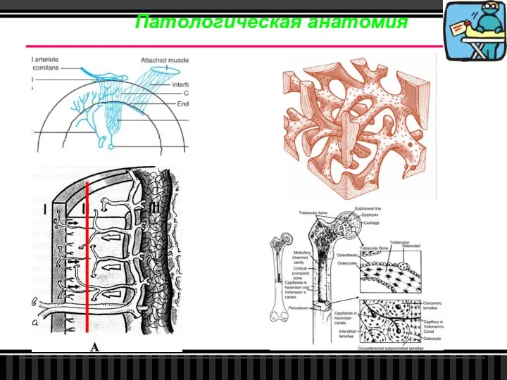 Патологическая анатомия