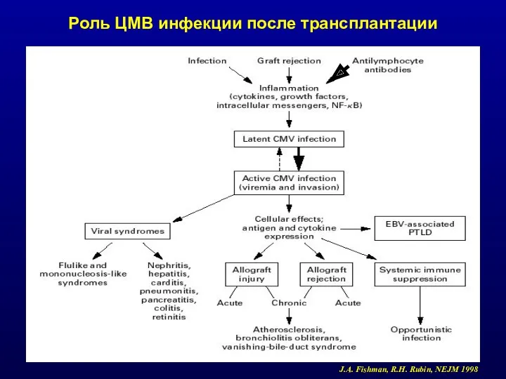 Роль ЦМВ инфекции после трансплантации J.A. Fishman, R.H. Rubin, NEJM 1998