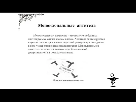 Моноклональные антитела Моноклональные антитела - это иммуноглобулины, синтезируемые одним клоном