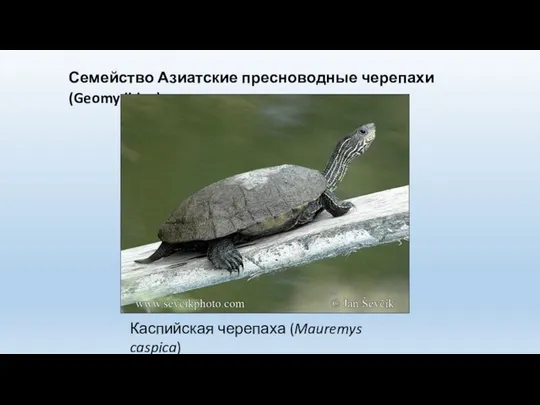 Семейство Азиатские пресноводные черепахи (Geomydidae) Каспийская черепаха (Mauremys caspica)
