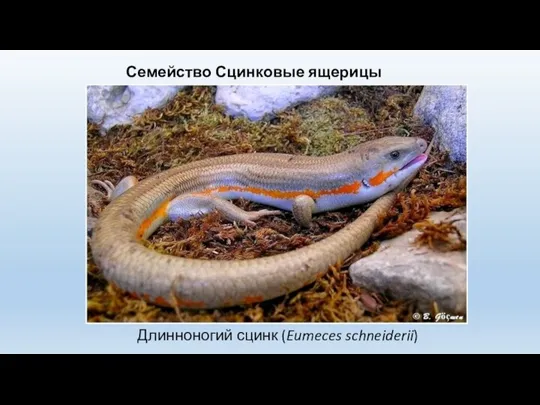 Семейство Сцинковые ящерицы (Scincidae) Длинноногий сцинк (Eumeces schneiderii)