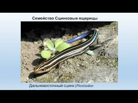 Семейство Сцинковые ящерицы (Scincidae) Дальневосточный сцинк (Plestiodon latiscutatus)