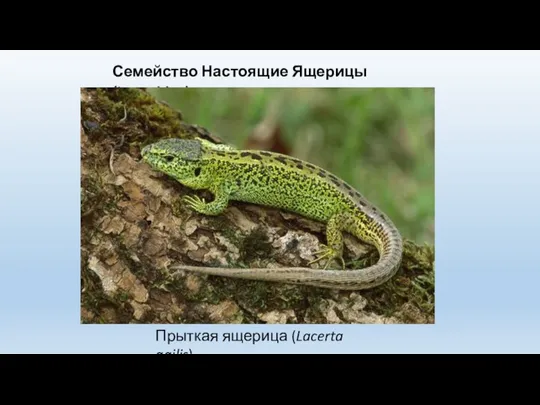 Семейство Настоящие Ящерицы (Lacertidae) Прыткая ящерица (Lacerta agilis)