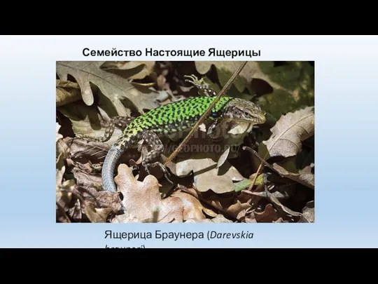 Семейство Настоящие Ящерицы (Lacertidae) Ящерица Браунера (Darevskia brauneri)