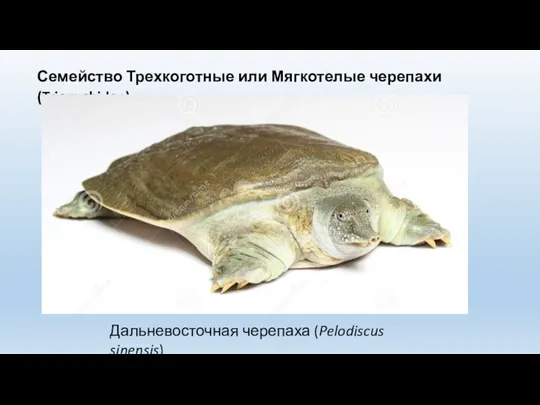 Семейство Трехкоготные или Мягкотелые черепахи (Trionychidae) Дальневосточная черепаха (Pelodiscus sinensis)