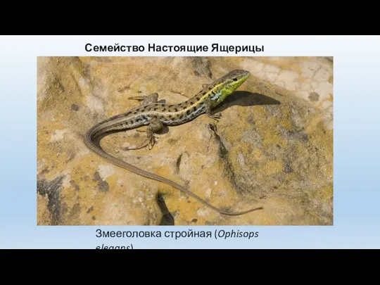 Змееголовка стройная (Ophisops elegans) Семейство Настоящие Ящерицы (Lacertidae)