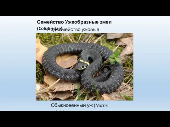 Семейство Ужеобразные змеи (Colubridae) Подсемейство ужовые (Natricinae) Обыкновенный уж (Natrix natrix)