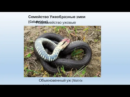 Семейство Ужеобразные змеи (Colubridae) Подсемейство ужовые (Natricinae) Обыкновенный уж (Natrix natrix)
