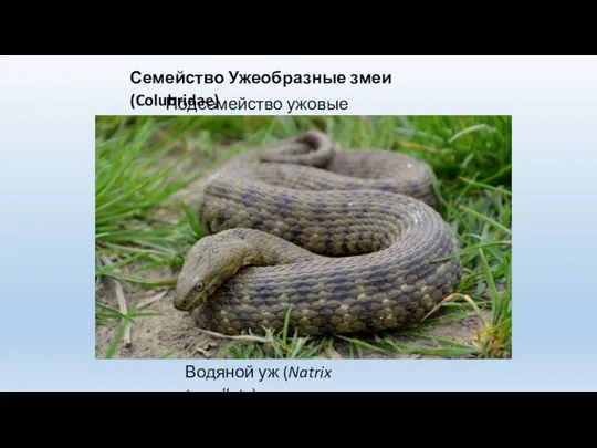 Семейство Ужеобразные змеи (Colubridae) Подсемейство ужовые (Natricinae) Водяной уж (Natrix tessellata)