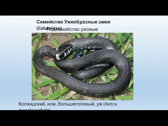 Семейство Ужеобразные змеи (Colubridae) Подсемейство ужовые (Natricinae) Колхидский, или, большеголовый, уж (Natrix megalocephala)