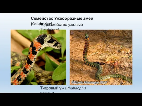 Семейство Ужеобразные змеи (Colubridae) Подсемейство ужовые (Natricinae) Тигровый уж (Rhabdophis tigrinus)