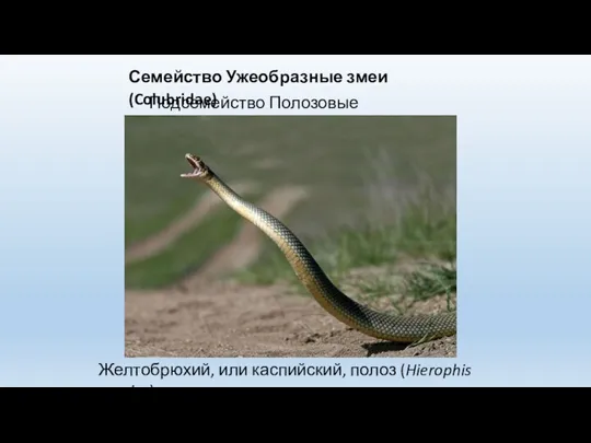 Семейство Ужеобразные змеи (Colubridae) Подсемейство Полозовые (Colubrinae) Желтобрюхий, или каспийский, полоз (Hierophis caspius)