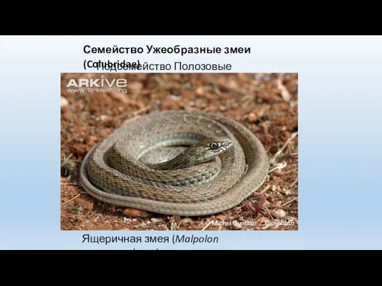 Семейство Ужеобразные змеи (Colubridae) Подсемейство Полозовые (Colubrinae) Ящеричная змея (Malpolon monspessulanus)