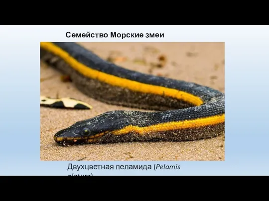 Семейство Морские змеи (Hydrophiidae) Двухцветная пеламида (Pelamis platura)