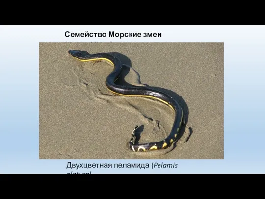 Семейство Морские змеи (Hydrophiidae) Двухцветная пеламида (Pelamis platura)