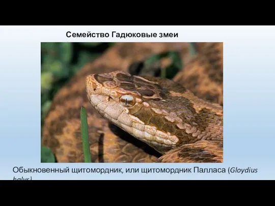 Семейство Гадюковые змеи (Viperidae) Обыкновенный щитомордник, или щитомордник Палласа (Gloydius halys)
