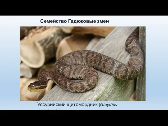 Семейство Гадюковые змеи (Viperidae) Уссурийский щитомордник (Gloydius ussuriensis)