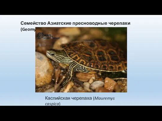 Семейство Азиатские пресноводные черепахи (Geomydidae) Каспийская черепаха (Mauremys caspica)