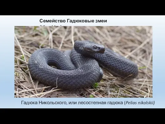 Семейство Гадюковые змеи (Viperidae) Гадюка Никольского, или лесостепная гадюка (Pelias nikolskii)