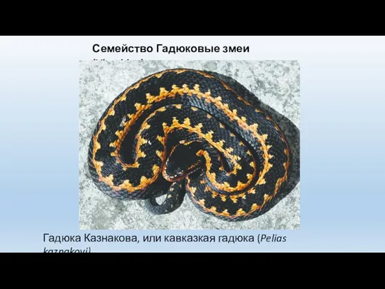 Семейство Гадюковые змеи (Viperidae) Гадюка Казнакова, или кавказкая гадюка (Pelias kaznakovi)