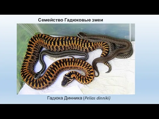 Семейство Гадюковые змеи (Viperidae) Гадюка Динника (Pelias dinniki)