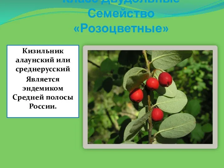 Класс Двудольные Семейство«Розоцветные» Кизильник алаунский или среднерусский Является эндемиком Средней полосы России.