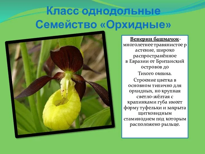 Венерин башмачок-многолетнее травянистое растение, широко распространённое в Евразии от Британский островов до Тихого