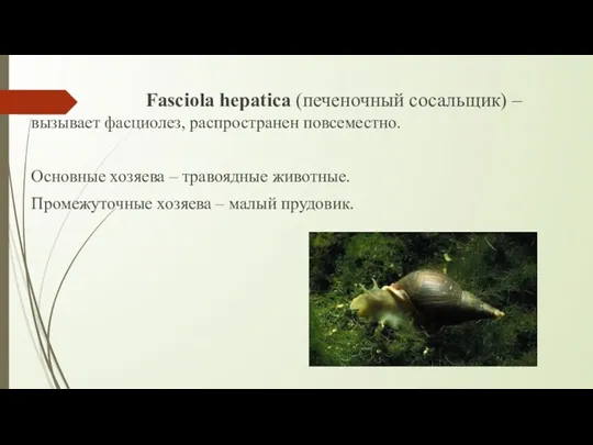 Fasciola hepatica (печеночный сосальщик) – вызывает фасциолез, распространен повсеместно. Основные