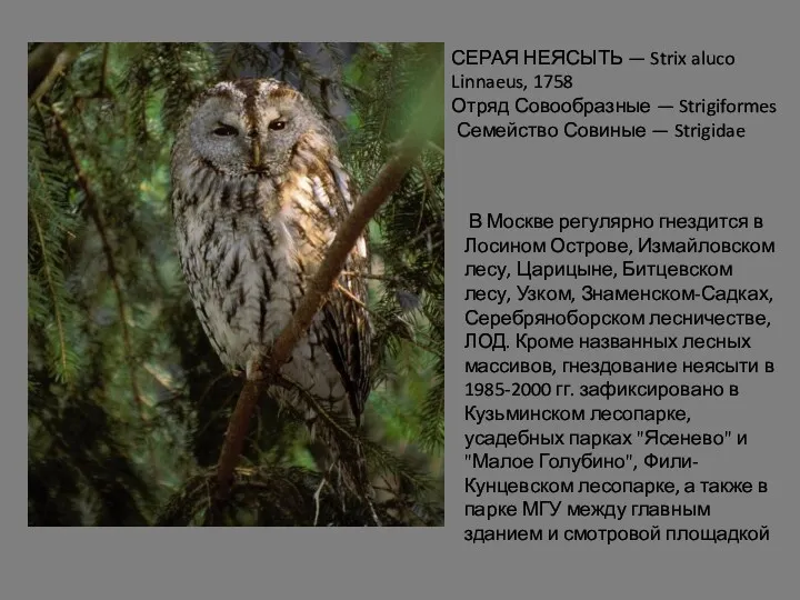 СЕРАЯ НЕЯСЫТЬ — Strix aluco Linnaeus, 1758 Отряд Совообразные —