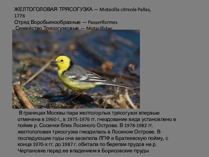 ЖЕЛТОГОЛОВАЯ ТРЯСОГУЗКА — Motacilla citreola Pallas, 1776 Отряд Воробьинообразные —