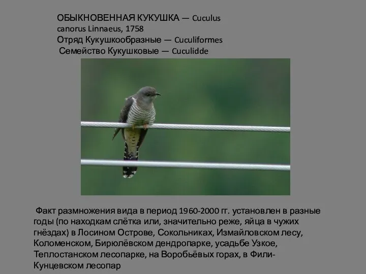 ОБЫКНОВЕННАЯ КУКУШКА — Cuculus canorus Linnaeus, 1758 Отряд Кукушкообразные —