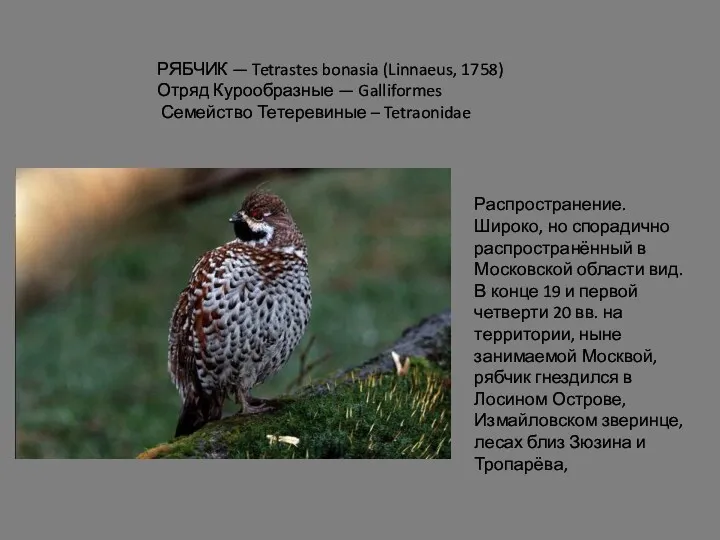 РЯБЧИК — Tetrastes bonasia (Linnaeus, 1758) Отряд Курообразные — Galliformes