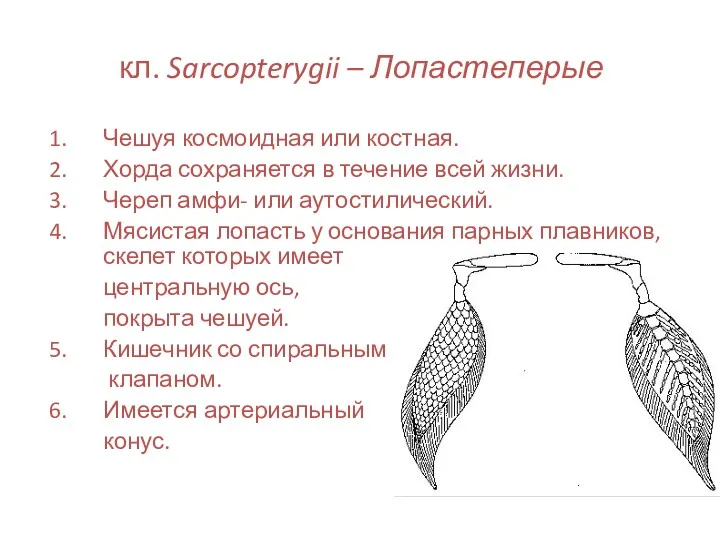 кл. Sarcopterygii – Лопастеперые Чешуя космоидная или костная. Хорда сохраняется