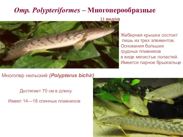 Отр. Polypteriformes – Многоперообразные 11 видов Многопер нильский (Polypterus bichir)