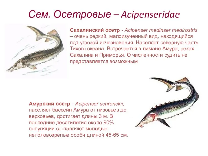 Сем. Осетровые – Acipenseridae Сахалинский осетр - Acipenser medinser medirostris