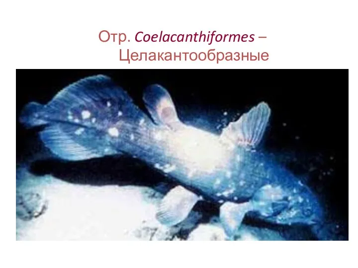 Отр. Coelacanthiformes – Целакантообразные