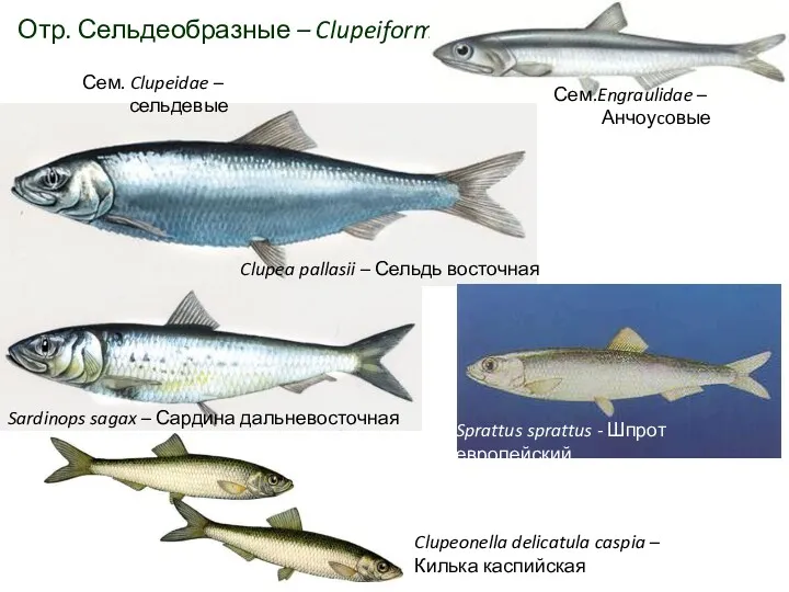 Отр. Сельдеобразные – Clupeiformes Clupea pallasii – Сельдь восточная Sardinops