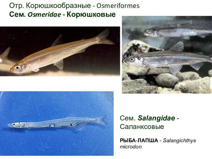 Отр. Корюшкообразные - Osmeriformes Сем. Osmeridae - Корюшковые Сем. Salangidae - Саланксовые РЫБА-ЛАПША - Salangichthys microdon
