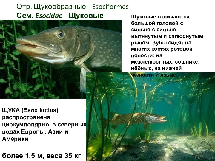 Отр. Щукообразные - Esociformes Сем. Esocidae - Щуковые Щуковые отличаются