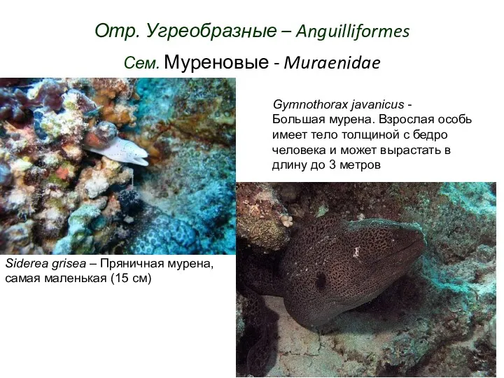 Отр. Угреобразные – Anguilliformes Сем. Муреновые - Muraenidae Siderea grisea