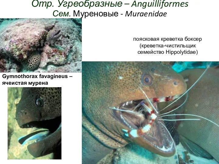 Отр. Угреобразные – Anguilliformes Сем. Муреновые - Muraenidae Gymnothorax favagineus