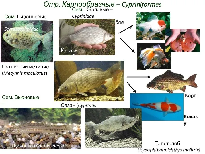 Отр. Карпообразные – Cypriniformes Пятнистый метинис (Metynnis maculatus) Сем. Пираньевые